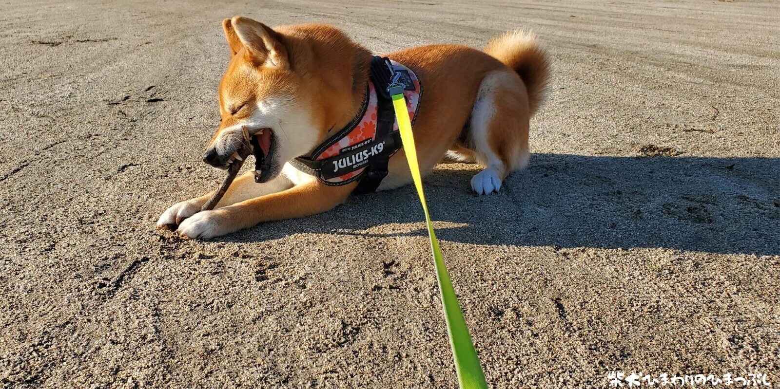 混合ワクチン接種へ行ってきました